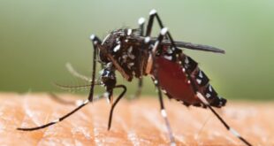 Dengue Fever: Causes, Symptoms, Treatment & Preventions